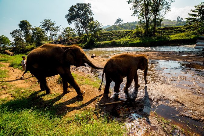 Full-Day Guided Tuk Tuk Chiang Mai Adventure and Rafting - What the $193.62 price buys you