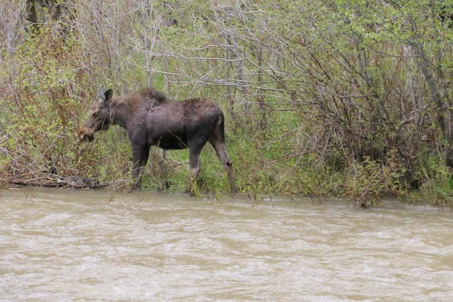 Gardiner: Scenic Raft Float on the Yellowstone River - A gentle six-mile ride beside Yellowstone