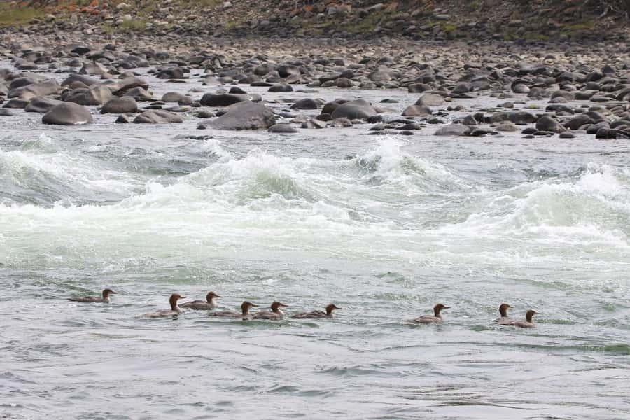 Gardiner: Scenic Raft Float on the Yellowstone River - What the raft ride feels like