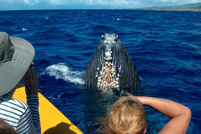 HIGH QUALITY Whale Watch Adventure Aboard Luxury Super Raft - Why the Super Raft changes the whale watch