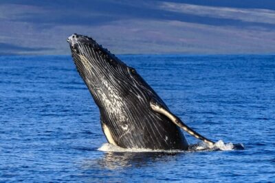 HIGH QUALITY Whale Watch Adventure Aboard Luxury Super Raft