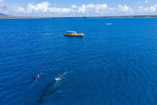 HIGH QUALITY Whale Watch Adventure Aboard Luxury Super Raft - The crew adds more than narration