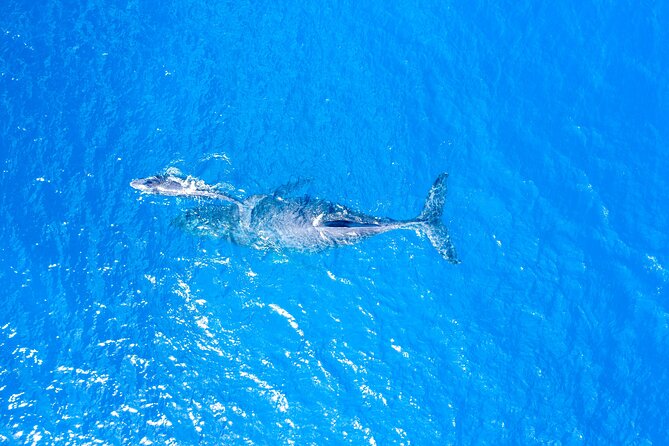 HIGH QUALITY Whale Watch Adventure Aboard Luxury Super Raft - Drinks, comfort, and the open-boat tradeoff