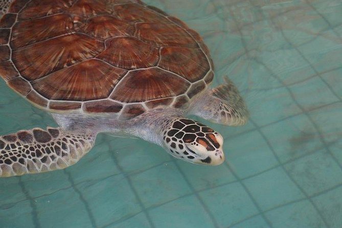 Khao Lak: Bamboo Rafting & Sea Turtle Conservation Center - Who Will Enjoy This Tour Most?