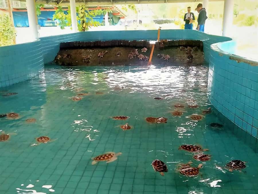 Khao Lak Ethical Adventure: Rafting, Turtles & Elephants - What the $90 price includes
