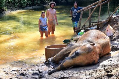 Khao Lak Ethical Adventure: Rafting, Turtles & Elephants