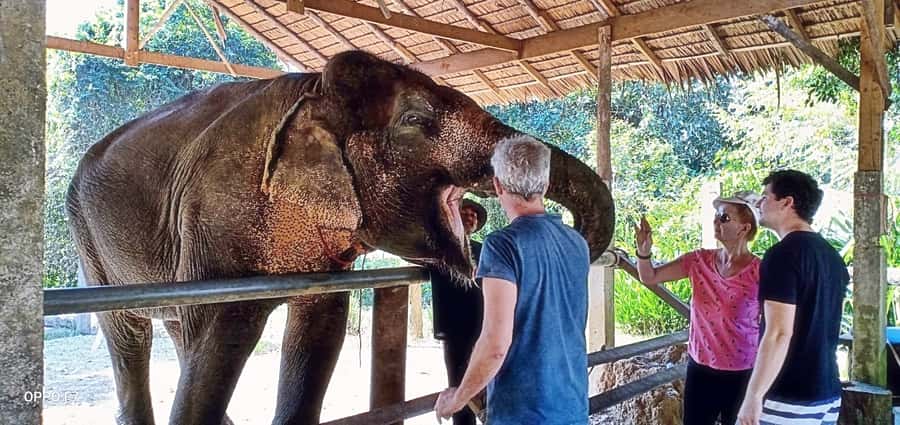 Khao Lak: Khao Sok Private Ethical Elephants & Rafting - Guides, transport, and pace