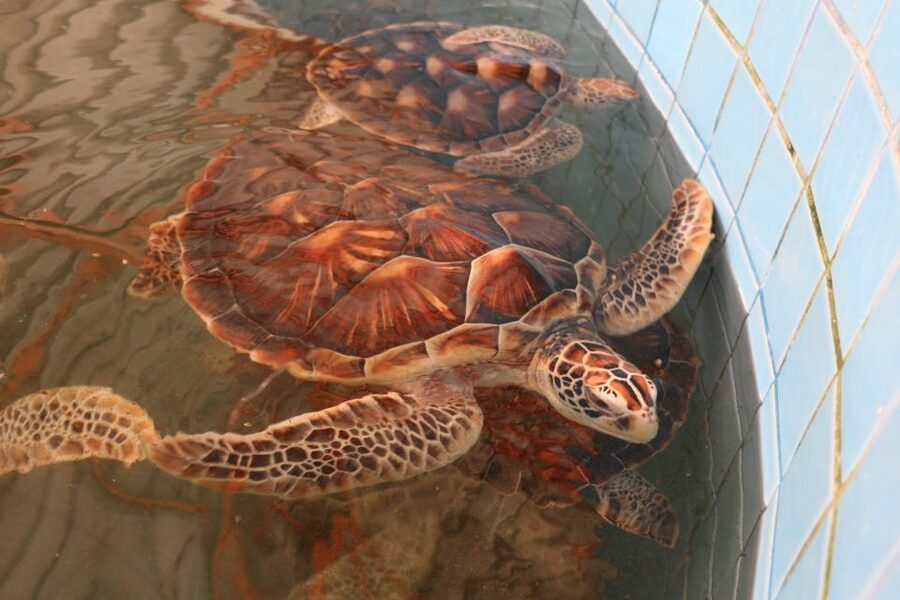Khao Lak: Raft Expedition & Sea Turtle Conservation Center - FAQ