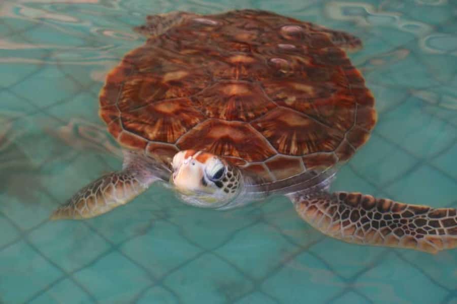 Khao Lak: Rafting, Elephant Bathing & Sea Turtle Center Tour - Key points to know before booking