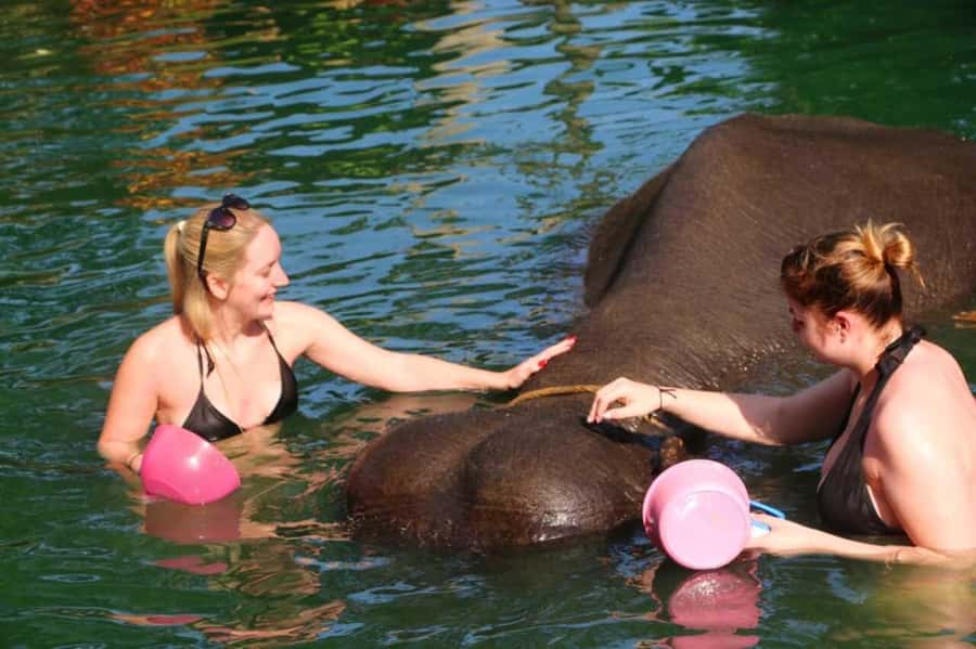 Khao Lak: Rafting, Elephant Bathing & Sea Turtle Center Tour - Sea turtles and conservation work