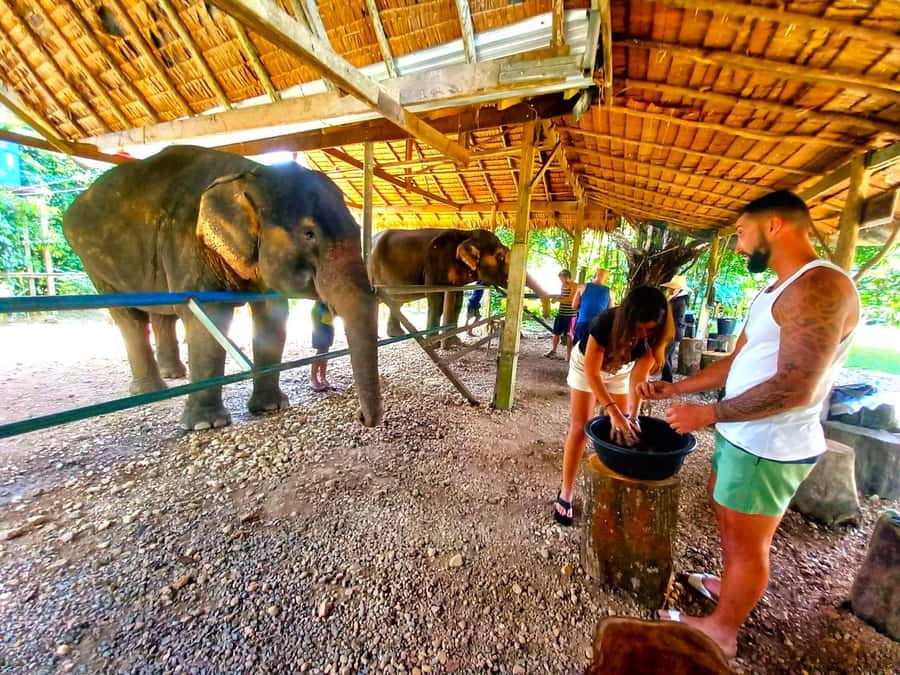 Khao Sok: Elephant Day Care, & Bamboo Rafting Day Tour - Meeting the elephants at Thongsuk Elephant Park