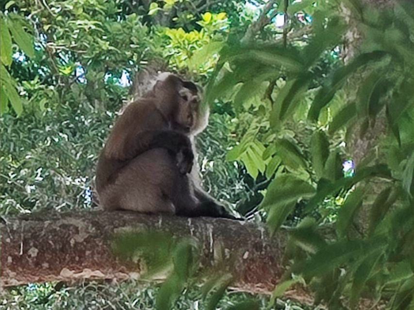 Khao Sok Jungle Day Trip - Jungle Trekking & Bamboo Rafting - Key points to know before booking