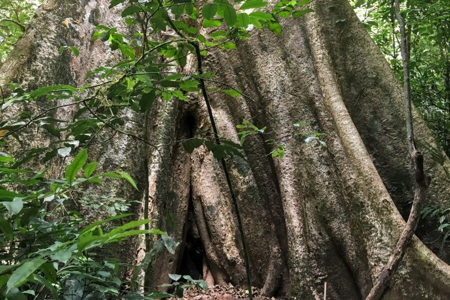Khao Sok Jungle Day Trip - Jungle Trekking & Bamboo Rafting - Khao Sok Viewpoint puts the forest in context
