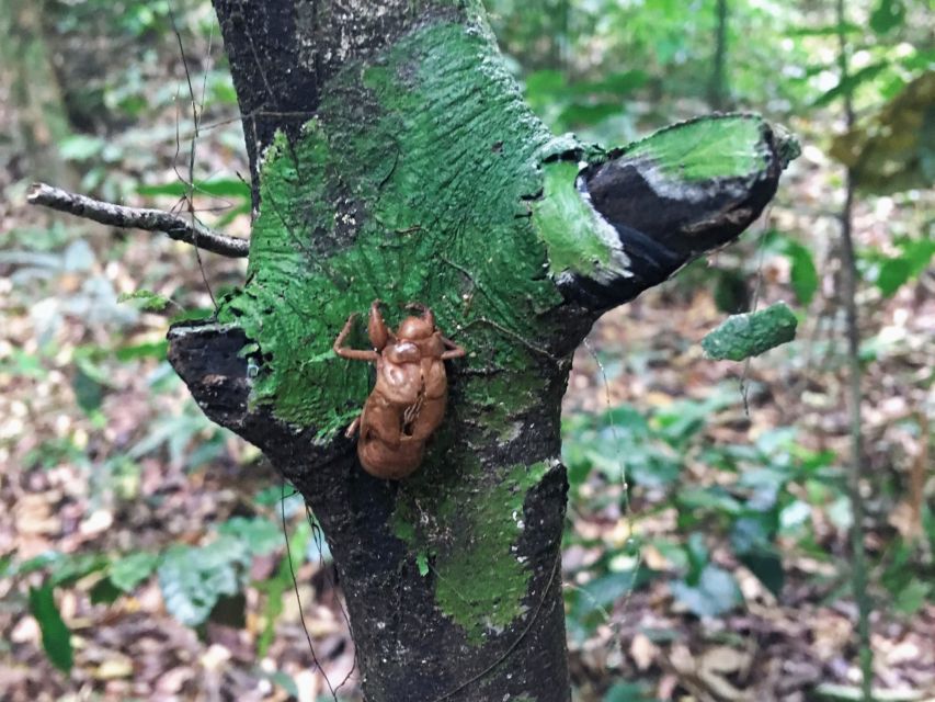 Khao Sok Jungle Day Trip - Jungle Trekking & Bamboo Rafting - The guided rainforest trek