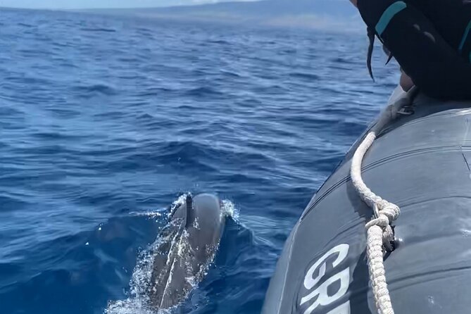 Maui Eco-Raft: 2 Hour Dolphin Watch Sightsee Tour (Semi-Private) - Key points to know before booking