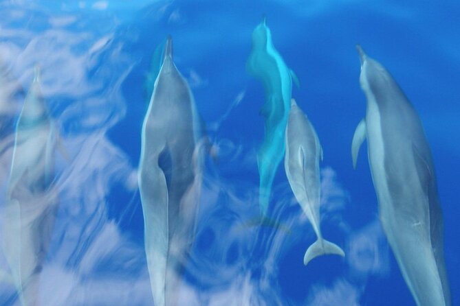 Maui Eco-Raft: 2 Hour Dolphin Watch Sightsee Tour (Semi-Private) - Snacks, drinks, and the optional lunch