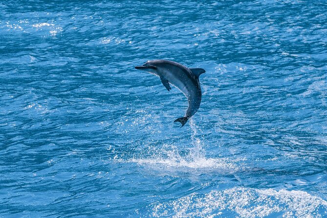 Maui Eco-Raft: 2 Hour Dolphin Watch Sightsee Tour (Semi-Private) - What the sightseeing portion feels like