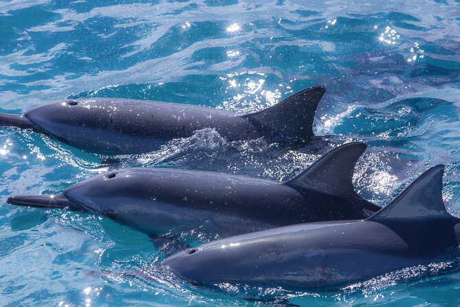 Maui Eco-Raft: 2 Hour Dolphin Watch Sightsee Tour (Semi-Private) - The value of $96.52 for two hours