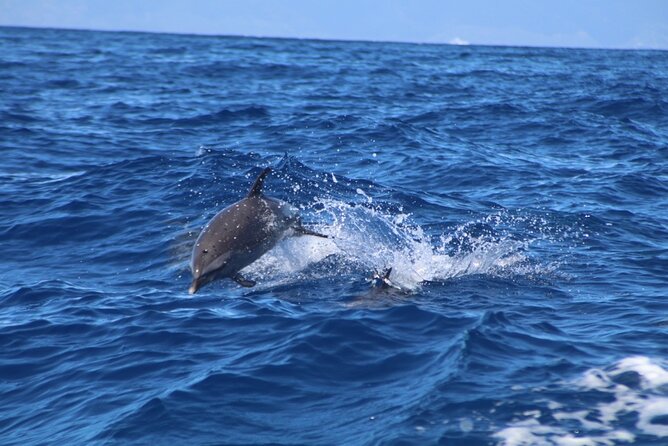 Maui Eco-Raft: 2 Hour Dolphin Watch Sightsee Tour (Semi-Private) - The search for Hawaiian spinner dolphins