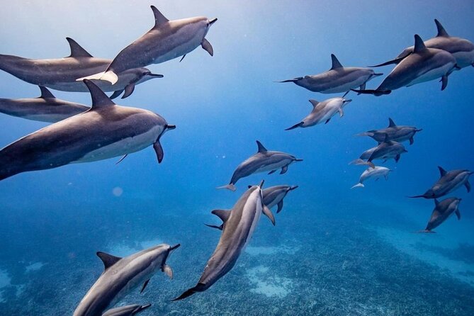 Maui to Lanai Semi-Private Eco Raft Snorkel & Dolphin Tour - Key points to know before booking