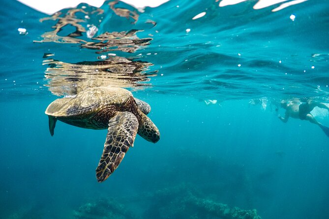 Maui to Lanai Semi-Private Eco Raft Snorkel & Dolphin Tour - Who should book this Maui snorkeling tour