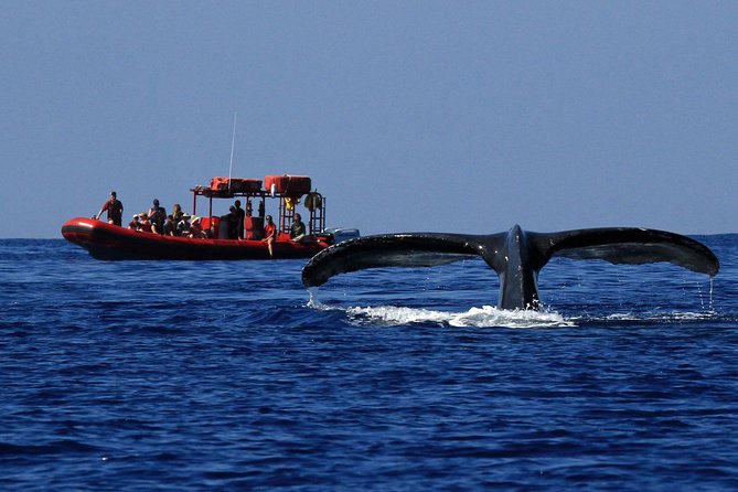 Maui Whale-Watching Tour by Raft from Kihei - Why this Kihei whale watch feels different