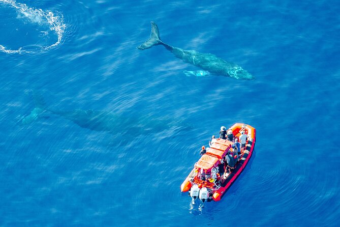 Maui Whale-Watching Tour by Raft from Kihei - Racing along Maui’s southern coast