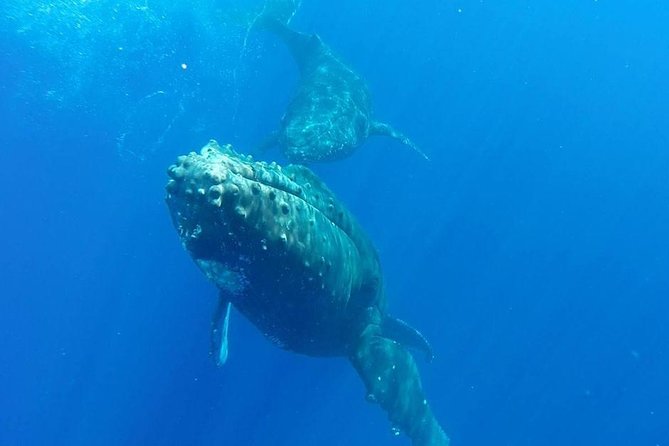 Maui Whale-Watching Tour by Raft from Kihei - What whale encounters can look like