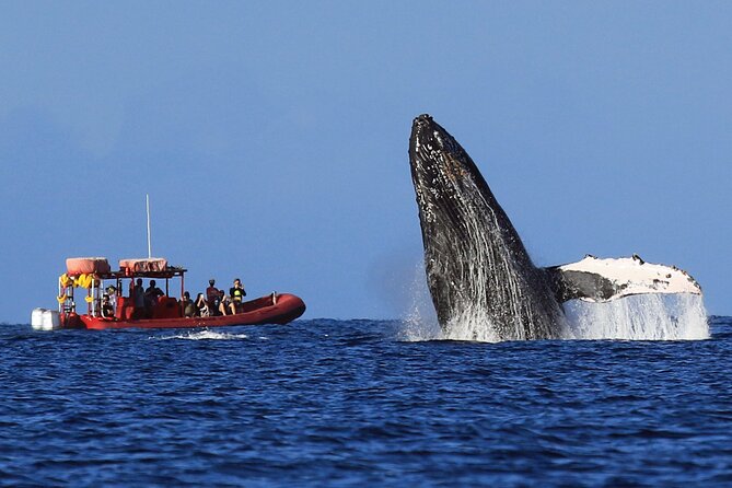 Maui Whale-Watching Tour by Raft from Kihei - Sunshade, drinks, and the practical comfort level