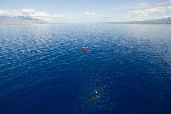Maui Whale-Watching Tour by Raft from Kihei - Who should choose the raft