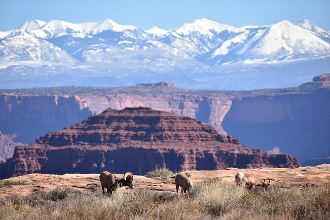 Moab Combo: Colorado River Rafting and Canyonlands 4X4 Tour - Petroglyphs and the Utah Scenic Byway 279 stop