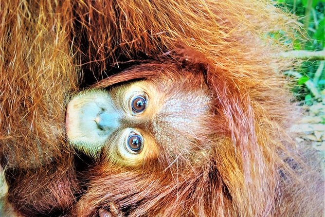 Monkey Business 2 days - 1 night Jungle Trekking (including rafting) - Starting in Bukit Lawang and entering the rainforest