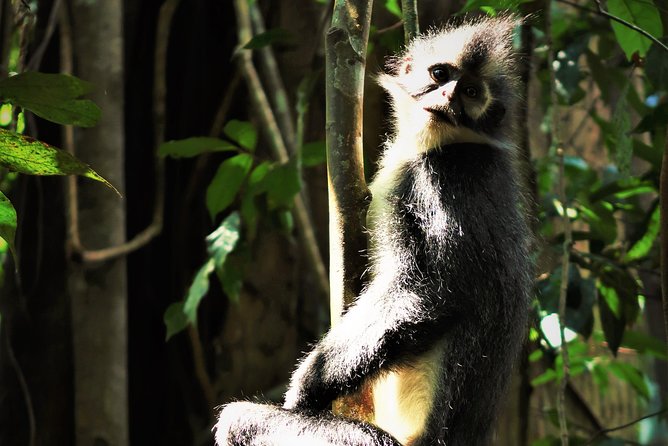 Monkey Business 2 days - 1 night Jungle Trekking (including rafting) - Who will enjoy this jungle trek most