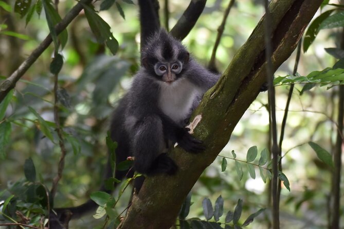 Monkey Business 3 days - 2 nights Jungle trekking (including rafting) - Day two: more forest, breakfast sounds, and river time