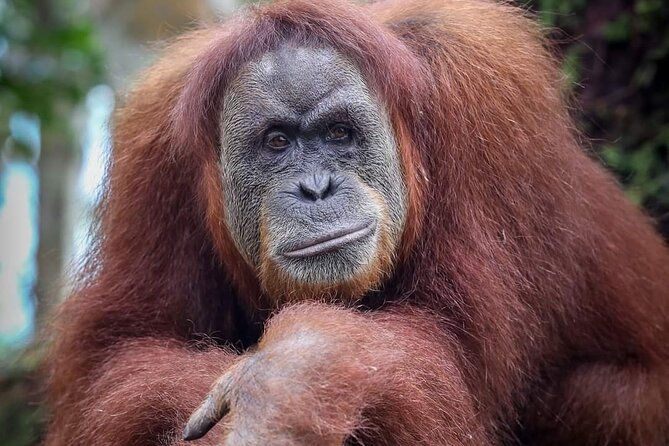 Monkey Business 3 days - 2 nights Jungle trekking (including rafting) - What the $205.37 price really buys