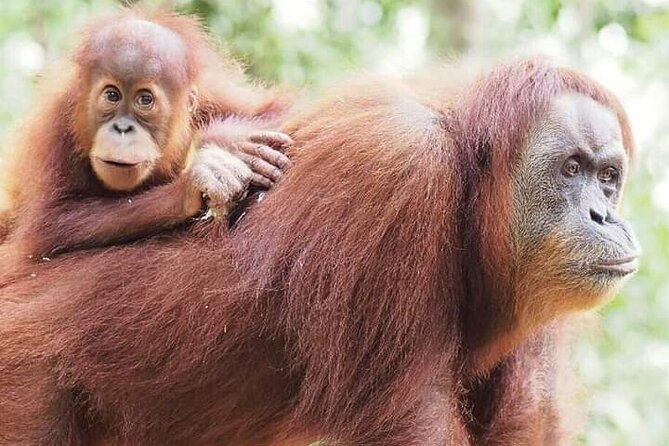 Monkey Business 3 days - 2 nights Jungle trekking (including rafting) - Food, guides, and the human side of camp