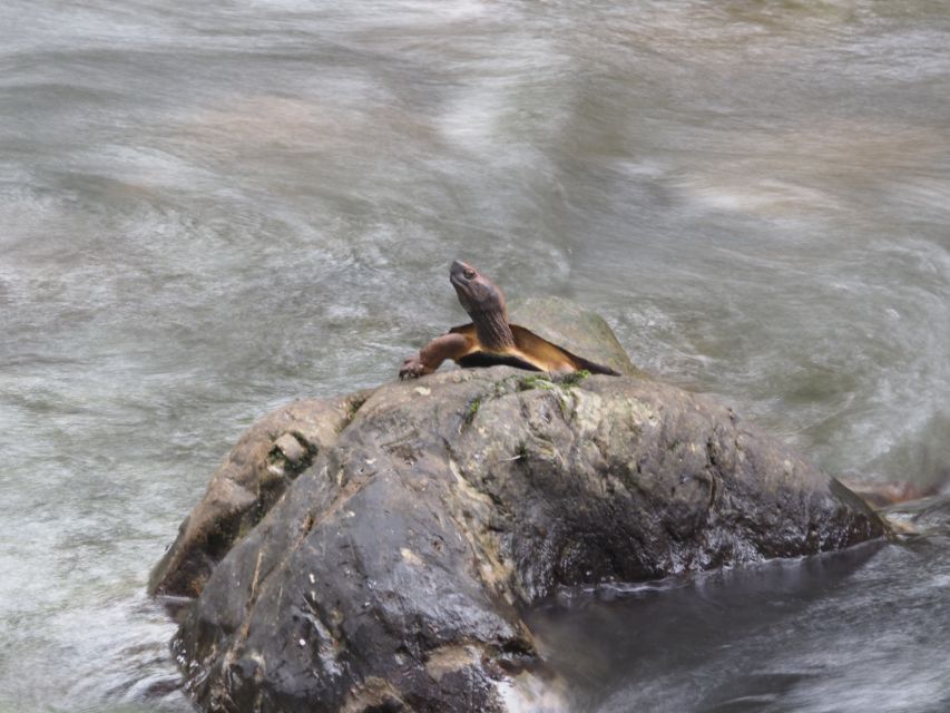 Sok River: Bamboo Raft Ride, Monkey Temple & View Point Tour - Should you book it?