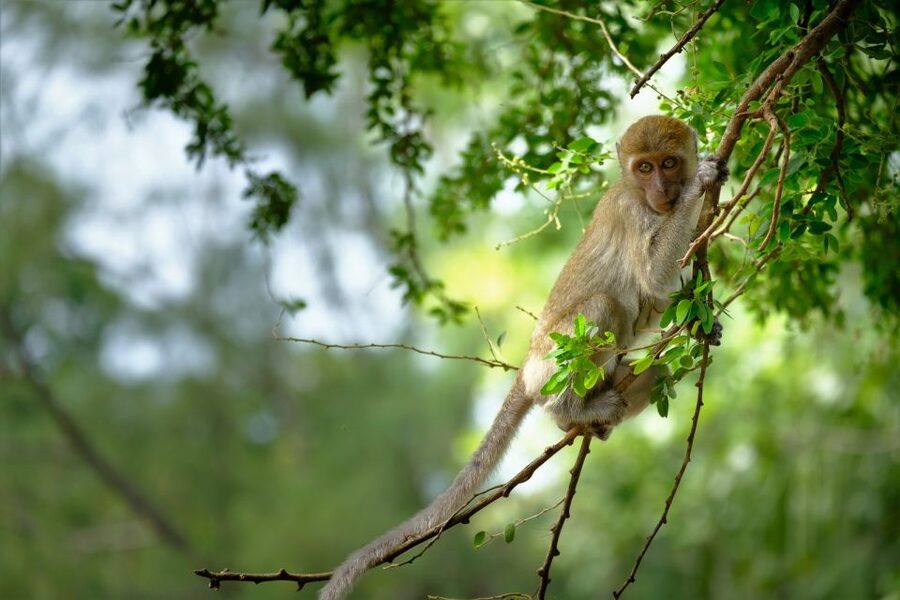 Sok River: Bamboo Raft Ride, Monkey Temple & View Point Tour - Bamboo coffee, sticky rice, and simple refreshments