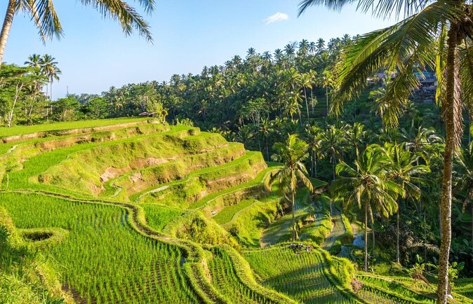 Ubud White Water Rafting, Rice Terrace and Jungle Swing - Key points to know before booking