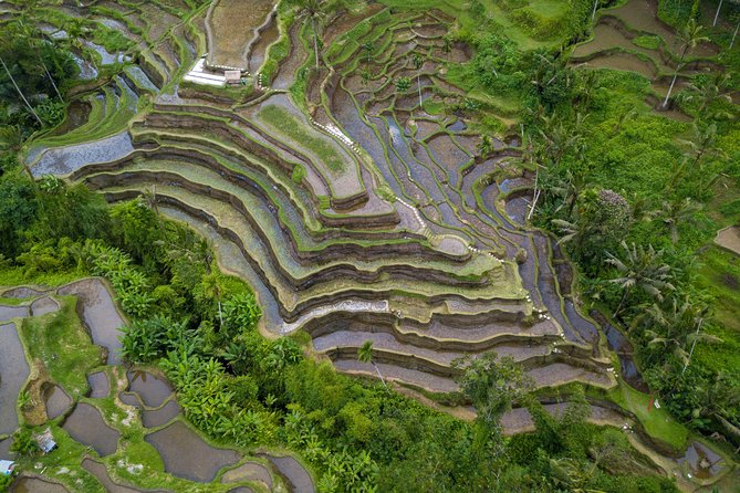 Ubud White Water Rafting, Rice Terrace and Jungle Swing - Tegallalang Rice Terrace and the working countryside