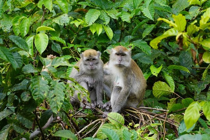 Wonderful 2Days 1Night Bukit Lawang Jungle Trekking Free Rafting - Food, equipment, and what you should pack