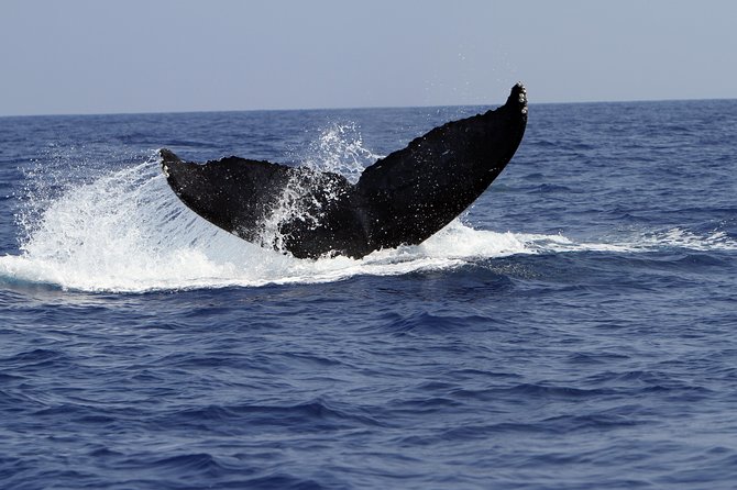Zodiac Raft Whale Watching Adventure - The Zodiac ride changes the whole whale-watching experience