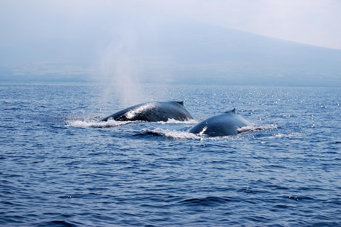 Zodiac Raft Whale Watching Adventure - Dolphins, turtles, rays, and other marine life