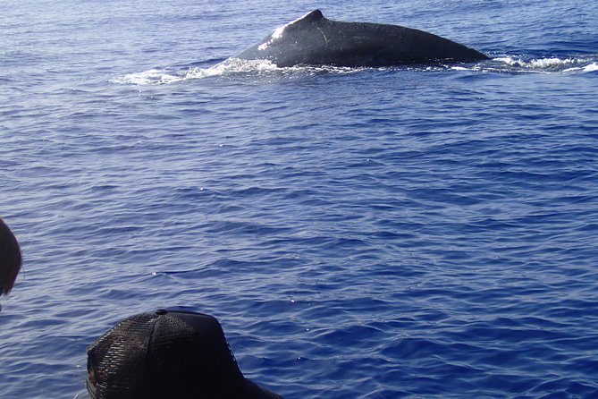 Zodiac Raft Whale Watching Adventure - How much value do you get for $113.82?
