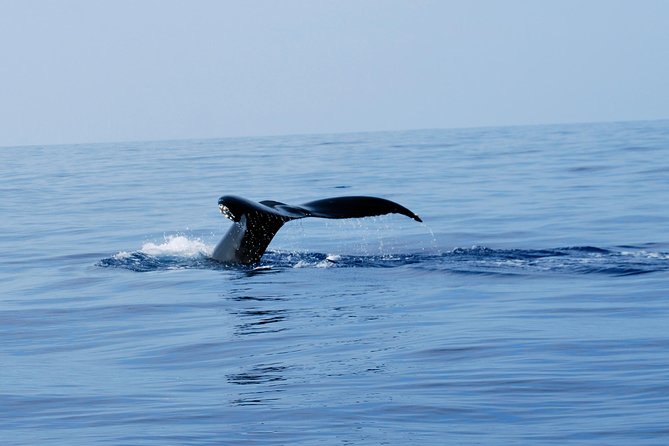 Zodiac Raft Whale Watching Adventure - What happens during the three-hour coastal route